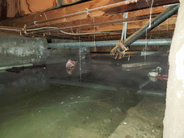 Best Water damage mitigation services  in Pendergrass, GA